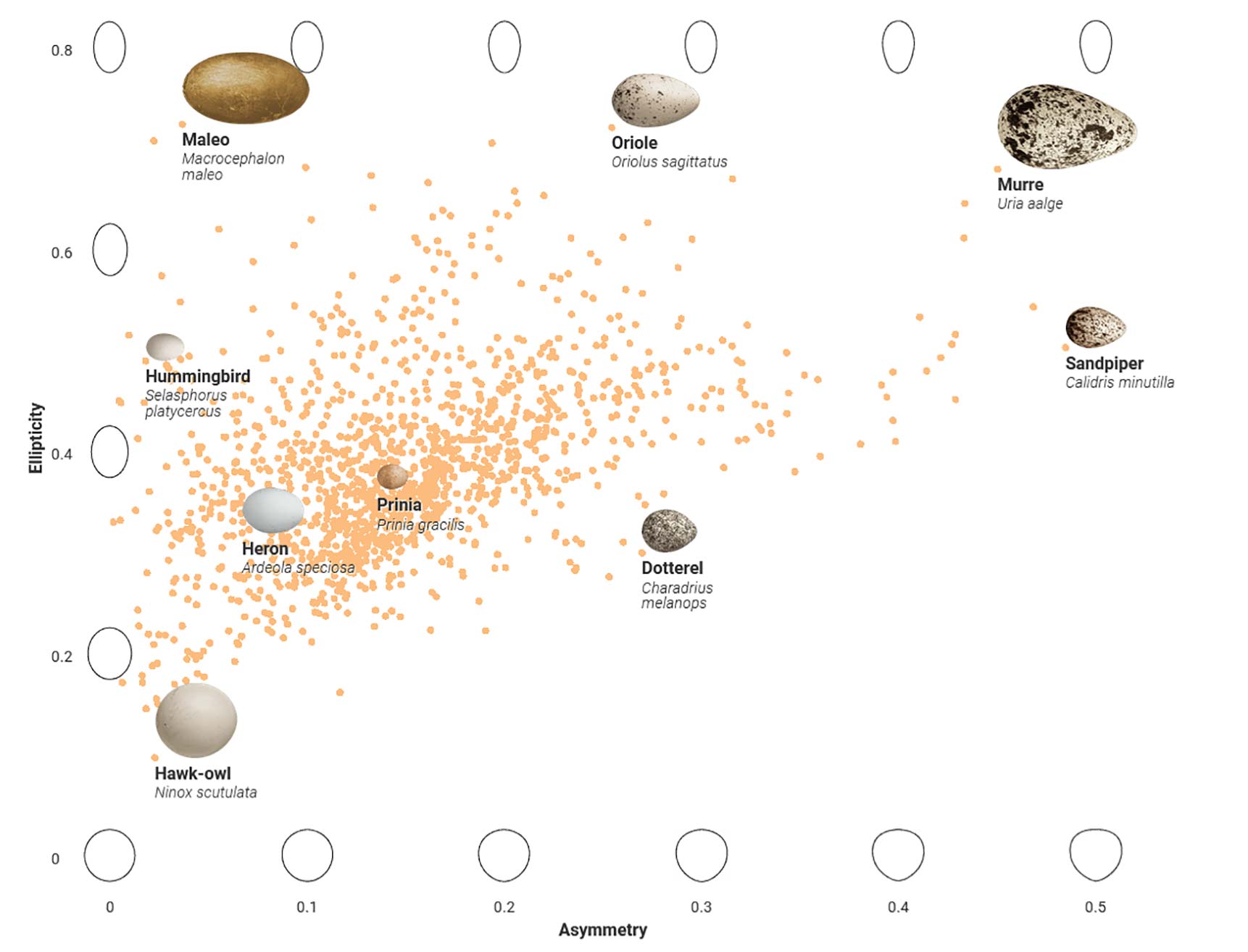 Data visualization showing the relationship between asymmetry and ellipticity in bird eggs